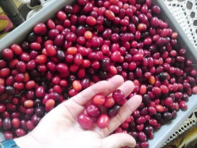 Κράνα μια ελληνική υπερτροφή- φάρμακο για καρδιά, διαβήτη, έντερο, πυρετό